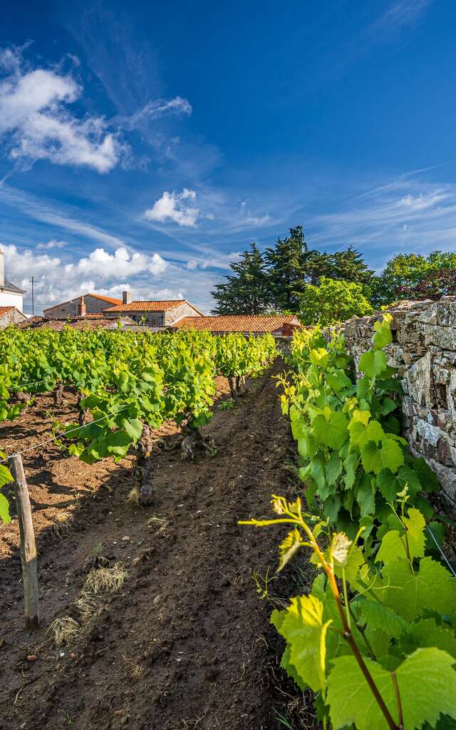 Domaine Jérémie Huchet