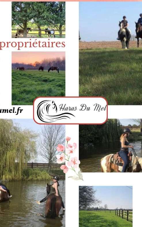 HORSERIDING - HARAS DU MEL