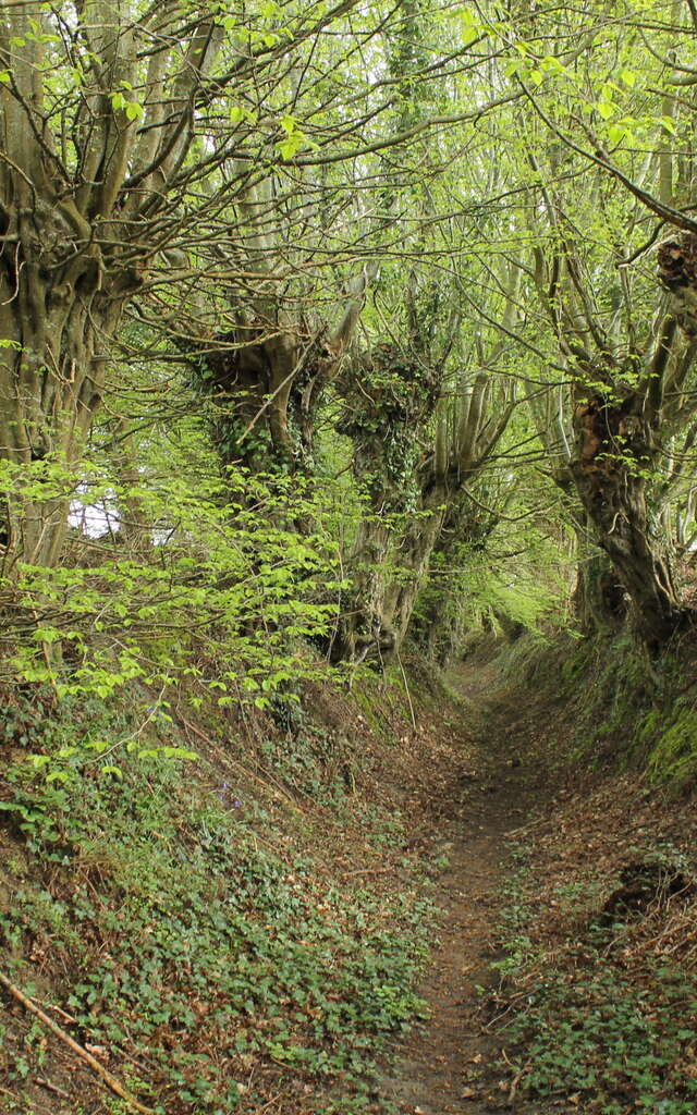 L'allée des Trognes