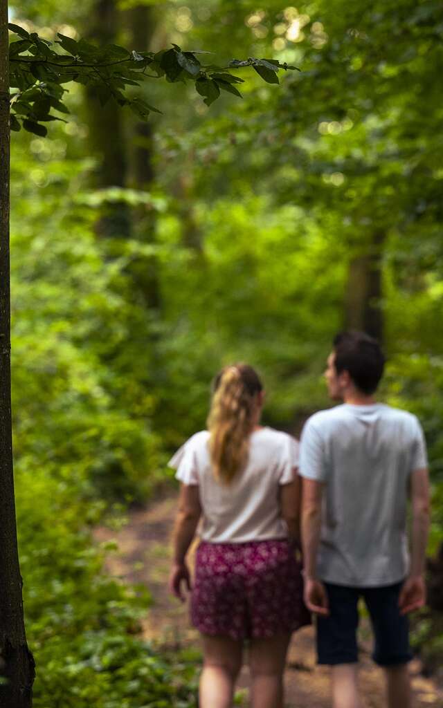 Le bois de Roussigny