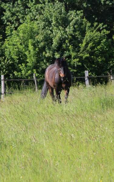 Écurie Seven Passion