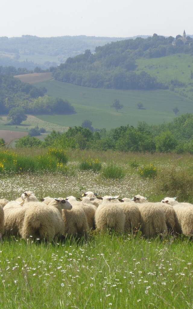 Ferme Lagarriguette