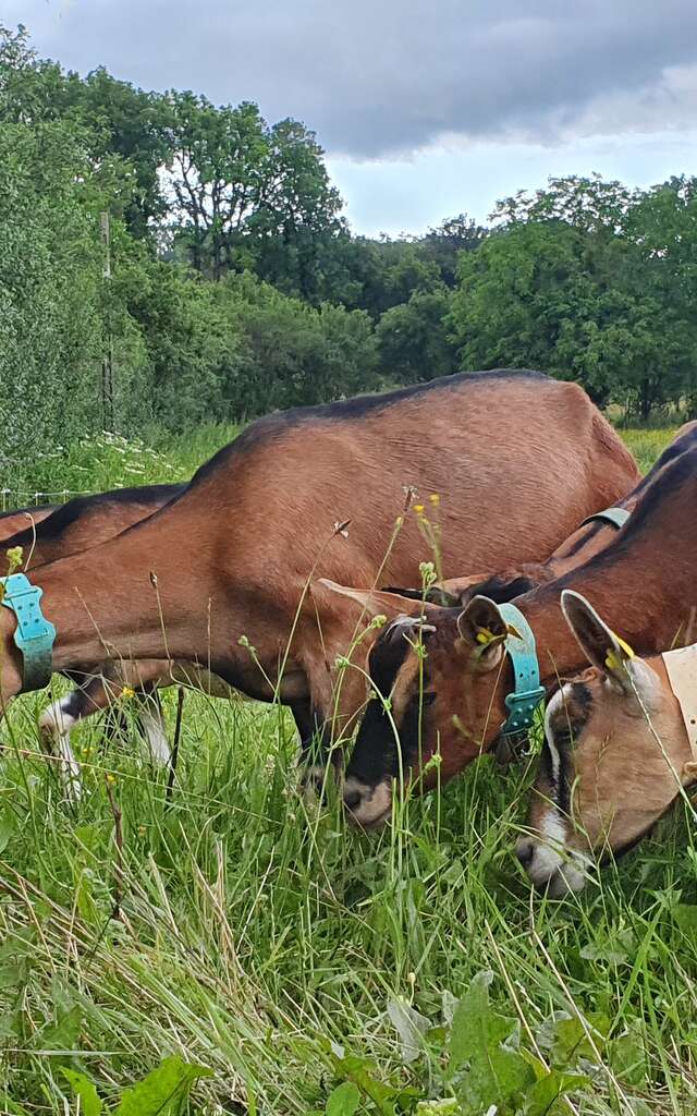 Les Caprines de Fons