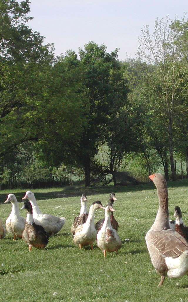 Ferme d'Esparnol