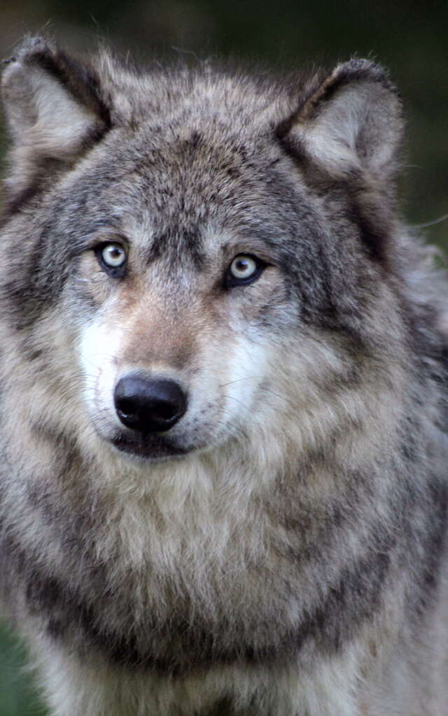 Parc Animalier de Gramat