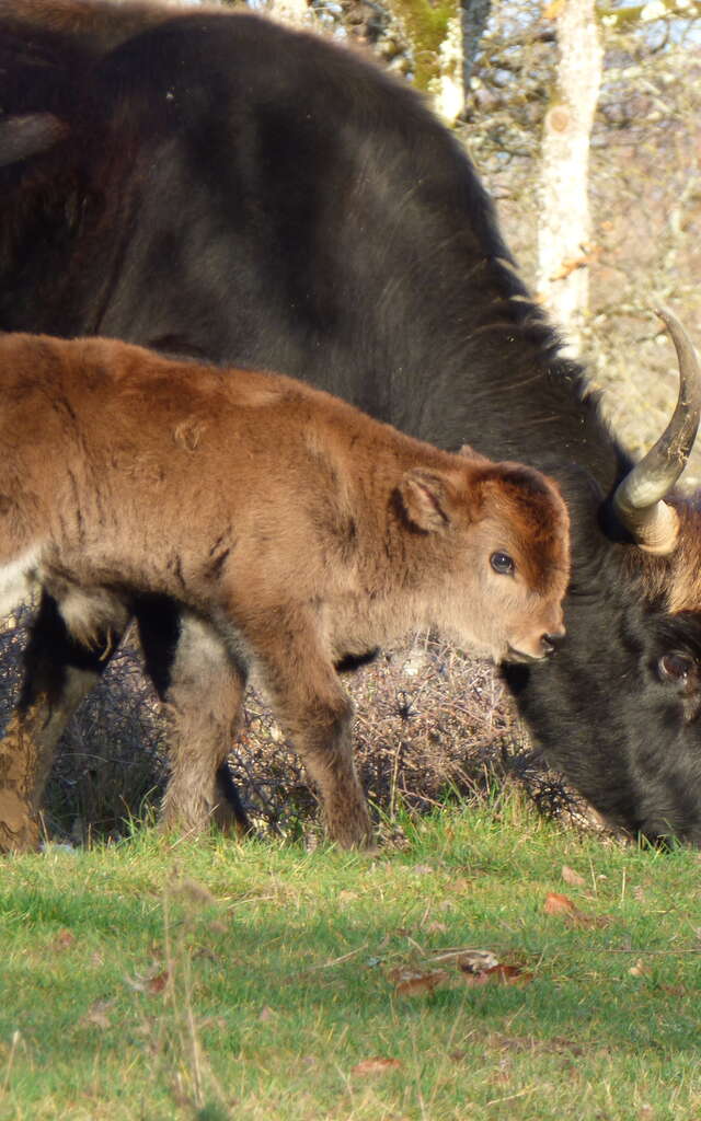 Les Aurochs du Causse