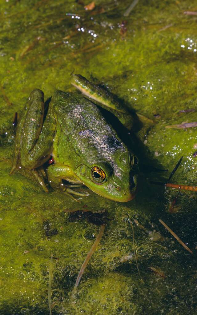 Le Marais en automne, nature et plantes pour l'hiver