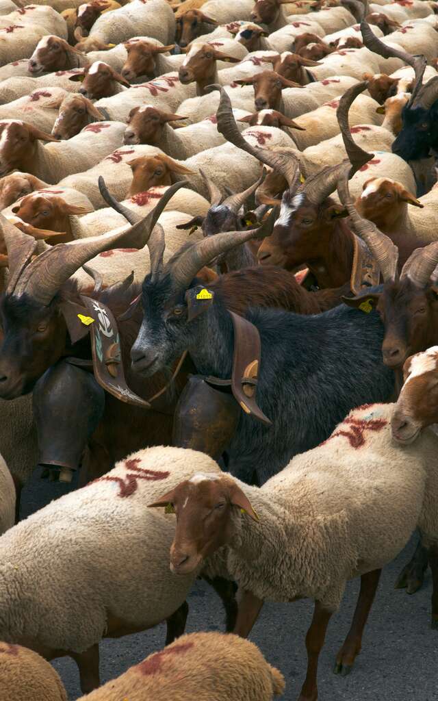 Transhumance Rocamadour-Luzech Exposition Natura 2000