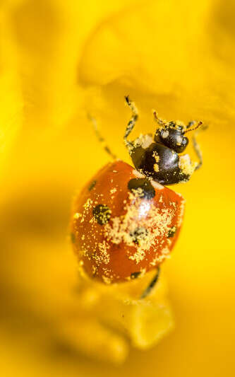 Coccinelle, demoiselle…