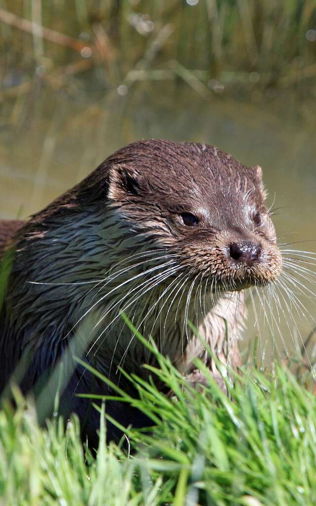 La loutre revient en Mayenne