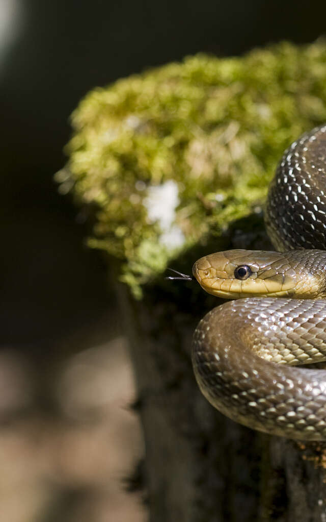 Sortie reptile