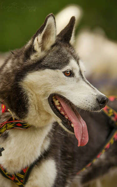 Cani Rando Récréative dans les Alpes Mancelles