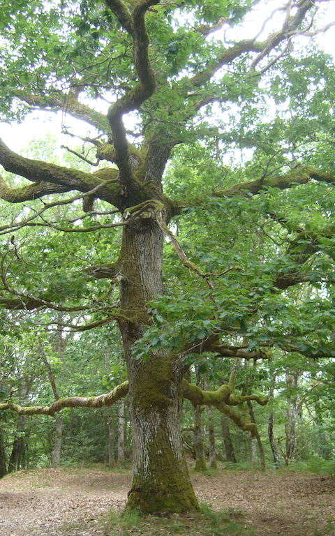 Circuit de randonnée : La forêt de Drouille