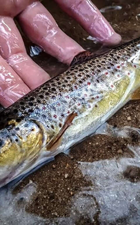 Initiation pêche de la truite aux leurres et à la mouche en rivière