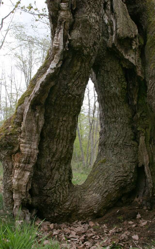 Circuit de randonnée :  L’Arbre du Loup