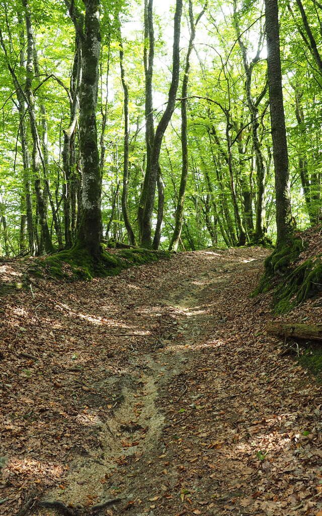 Circuit de randonnée : Circuit du Bois de Drouille