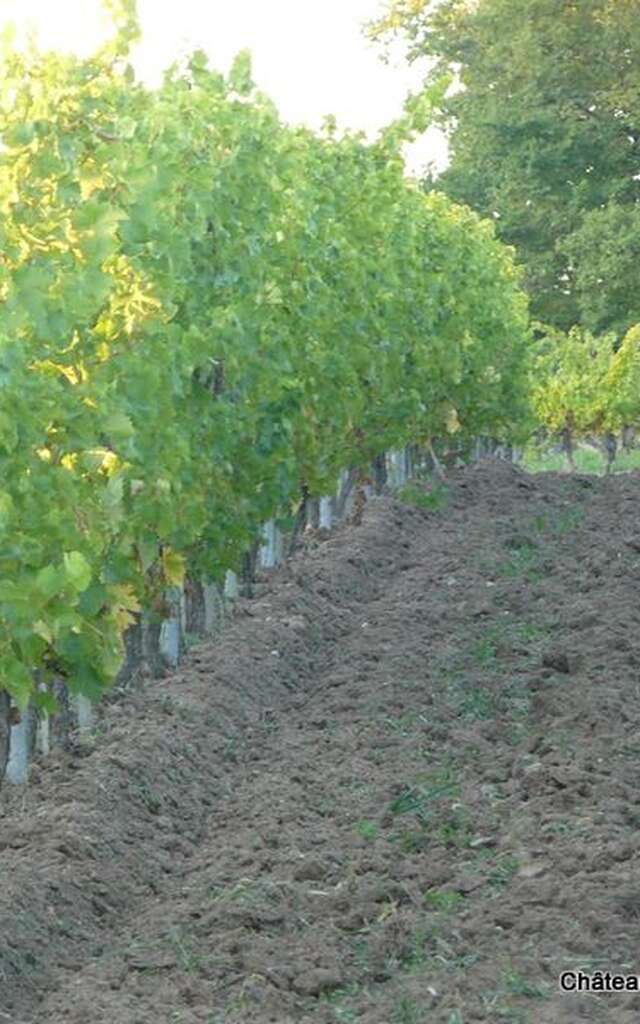 Château La Robertie