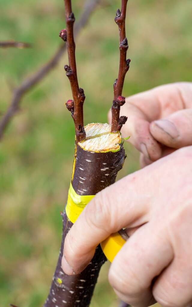 Causerie verte : Greffer arbres et arbustes, pourquoi et comment ?