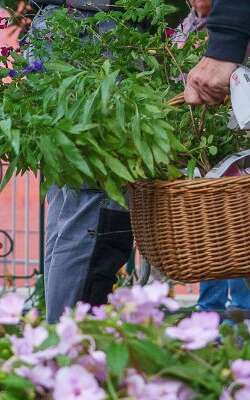 Adopte une plante