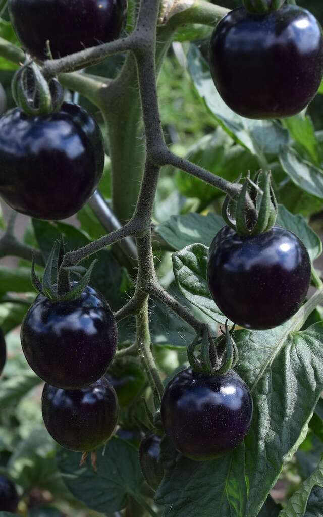 Causerie Verte: découvrez les tomates de la grainothèque