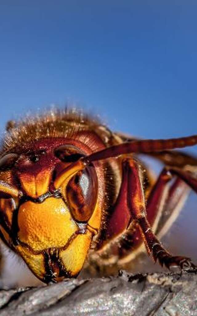 Atelier de sensibilisation : La lutte contre le frelon asiatique