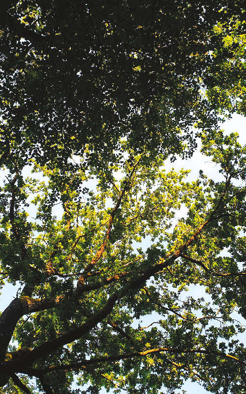 Le Royaume des grands arbres - Cie Canopée / Théâtre Les 3 Chênes