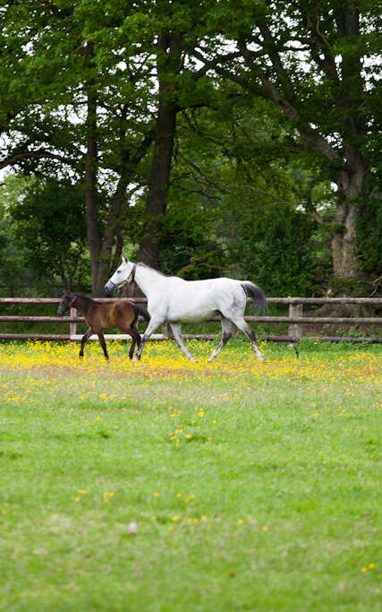 Circuit n°3 : Les haras
