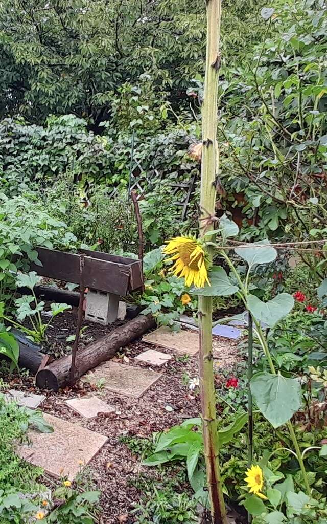 Visite jardin au naturel