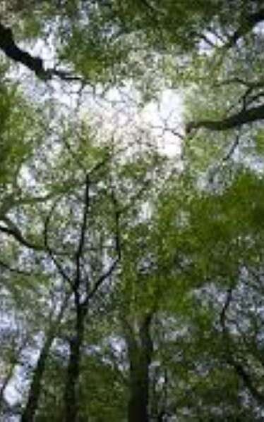 La forêt au fil des mois