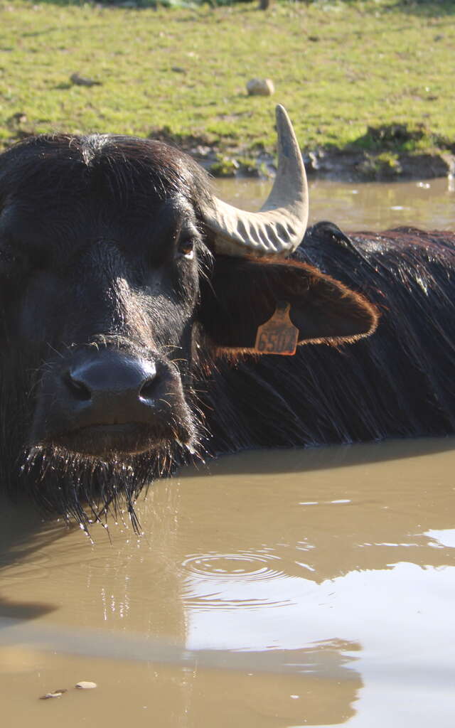 BOERDERIJ « LA FERME DES FALAISES »