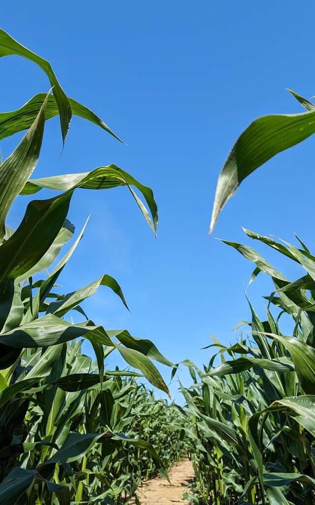 Le Labyrinthe des Dalles