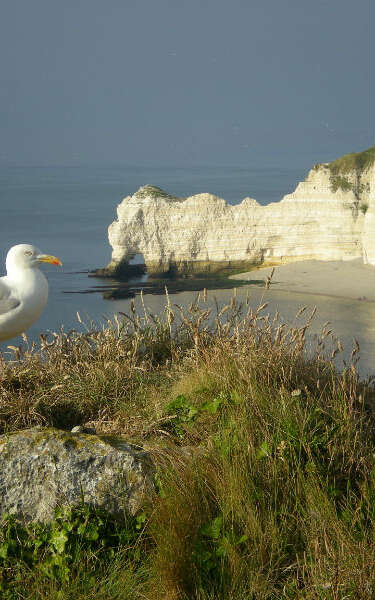 Natterra, votre guide naturaliste à Étretat