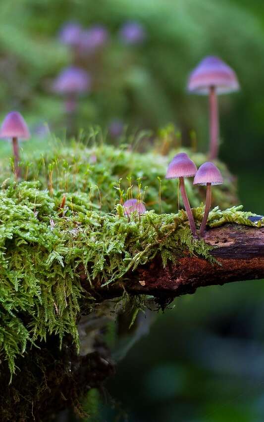 [Balade nature] Découverte des champignons au Bois des Communes