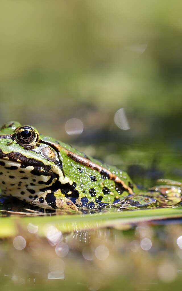 Ça bouge dans la mare !