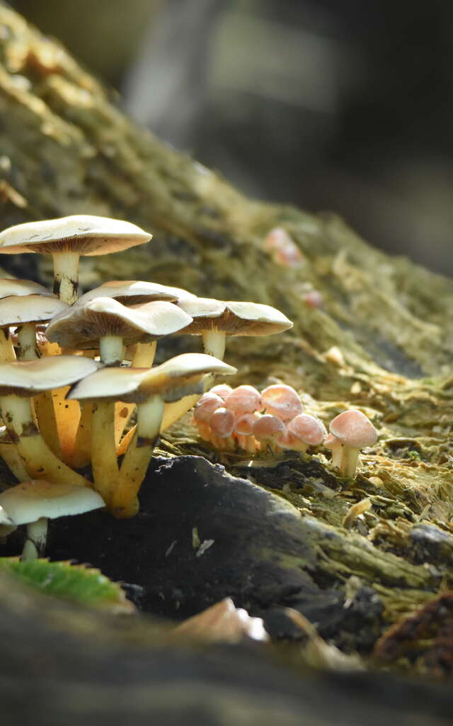 Une forêt pleine de vie