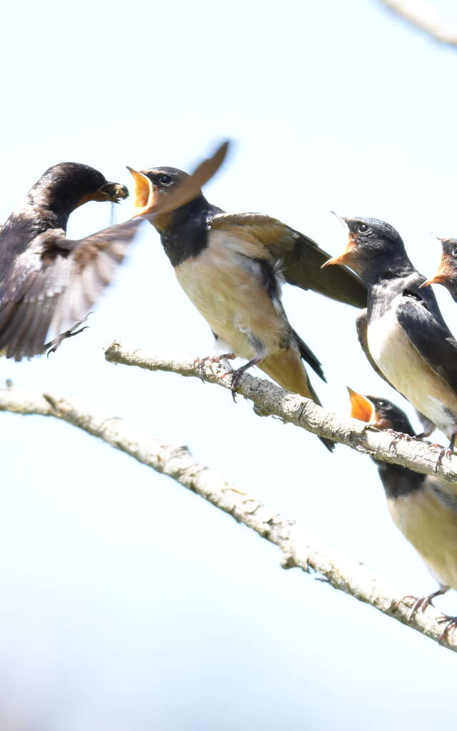 Les oiseaux migrateurs