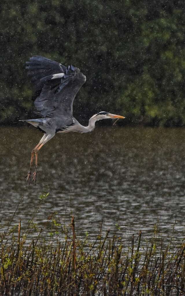 Les oiseaux d’eau hivernants
