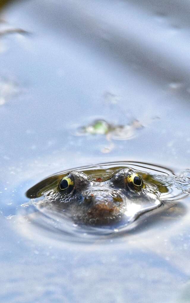 Ça grouille sous l’eau