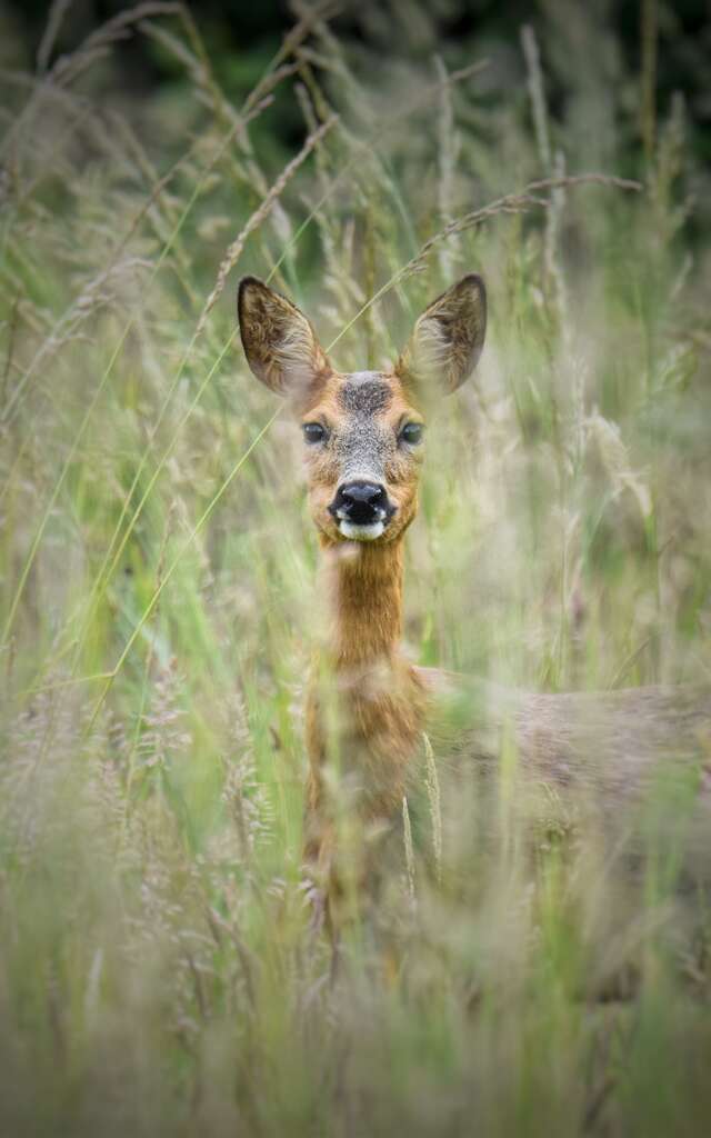 Un bois plein de surprise