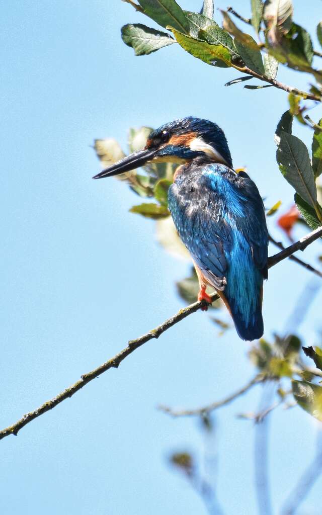 Avez-vous vu Martin?
