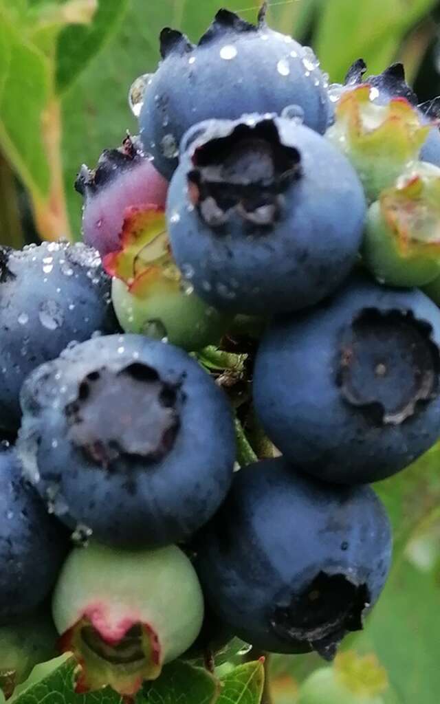 Libre cueillette de Myrtilles