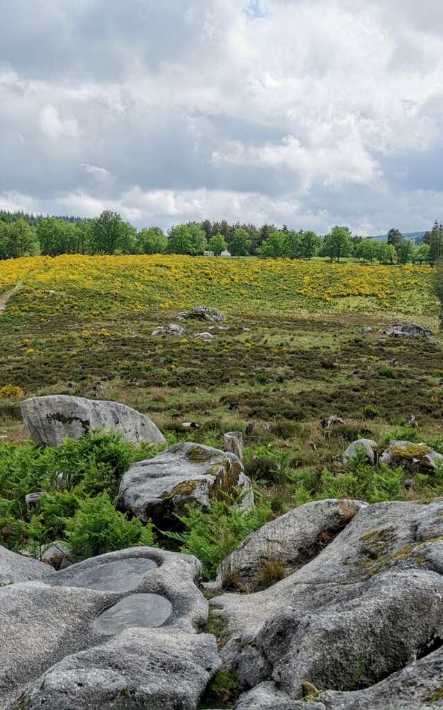 Circuit Pédestre N°22 CC : "Sentier de découverte des landes et tourbières de la Mazure : Grande boucle"