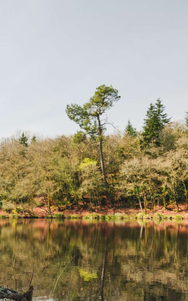 Le Bois du Moustoir