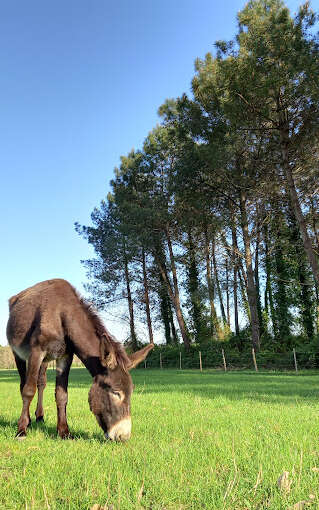 Visite d'Ane Apurna