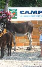 Aire naturelle de camping Le Bonheur est dans le Pré