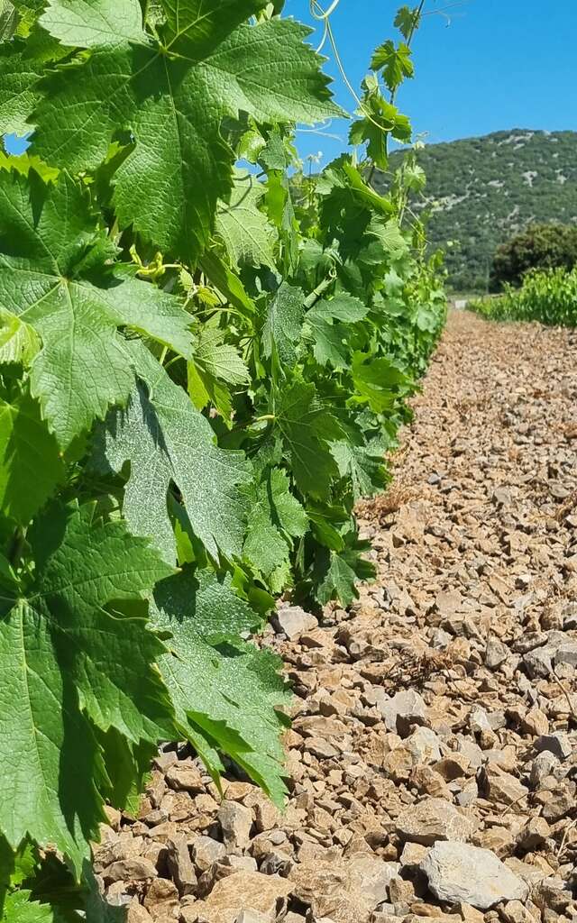 CLOS DES REBOUSSIERS