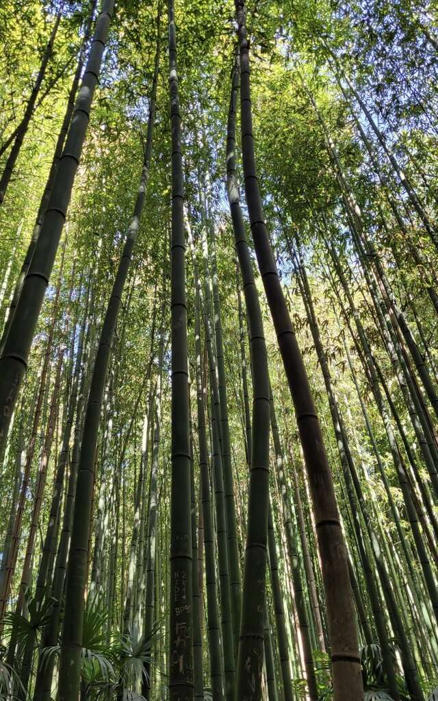 BAMBOUSERAIE EN CEVENNES