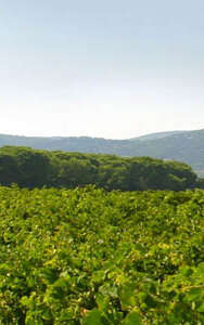 DOMAINE DU MAS NEUF