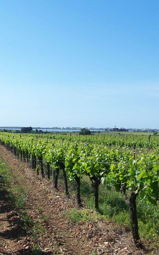 DOMAINE DE CAUSSE VINEYARD