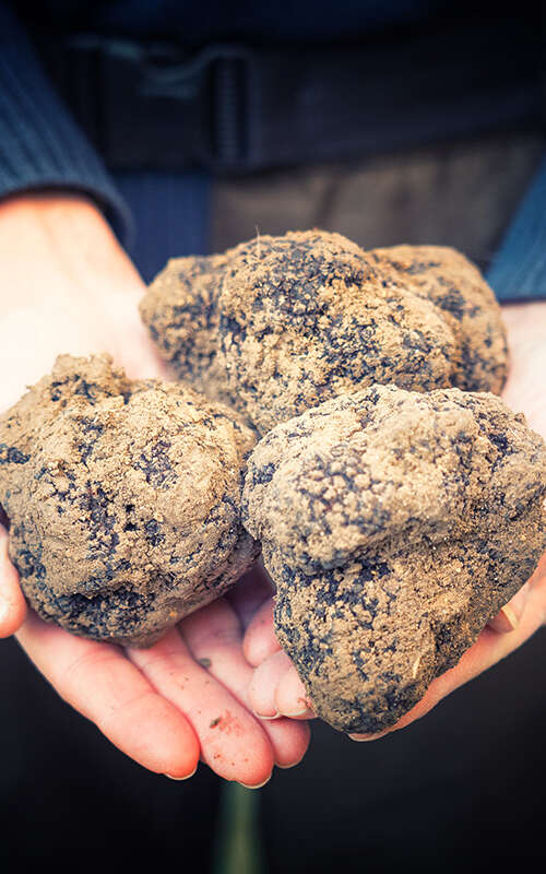 ACADEMIE DE LA TRUFFE